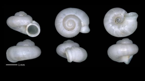 Keong Dayangmerindu, a New Endemic Species from South Sumatra