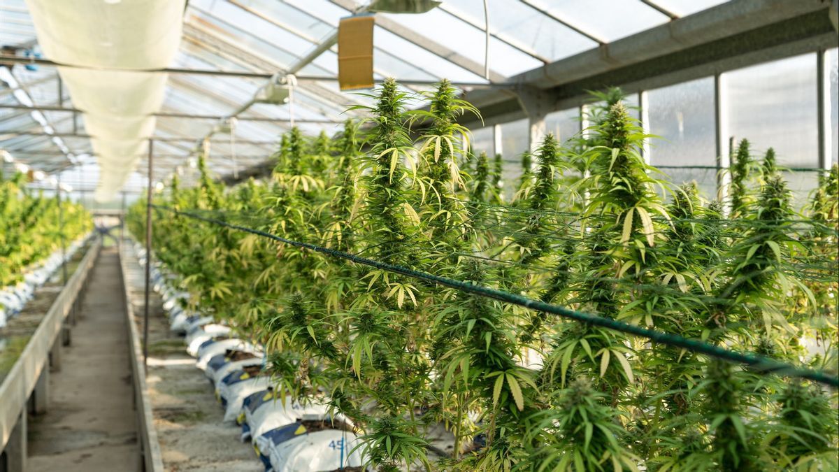 Pour La Première Fois Un Jardin De Cannabis Trouvé à Londres Au Royaume-Uni