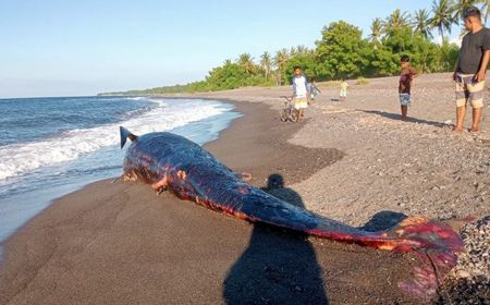 Seekor Paus Mati Terdampar di Pantai Lombok Utara