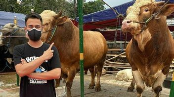 4 Foto Raffi Ahmad Bersama 10 Sapi Kurban Iduladha, yang Terbesar Beratnya 1,4 Ton