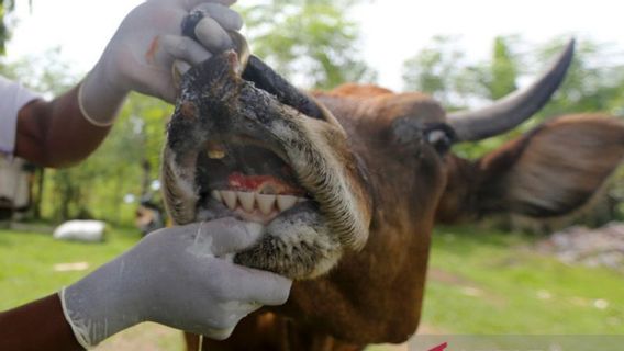 ar, le gouvernement régional de bricolage, enregistré 948 animaux pourriens infectés par la maladie de la joue et des ongles