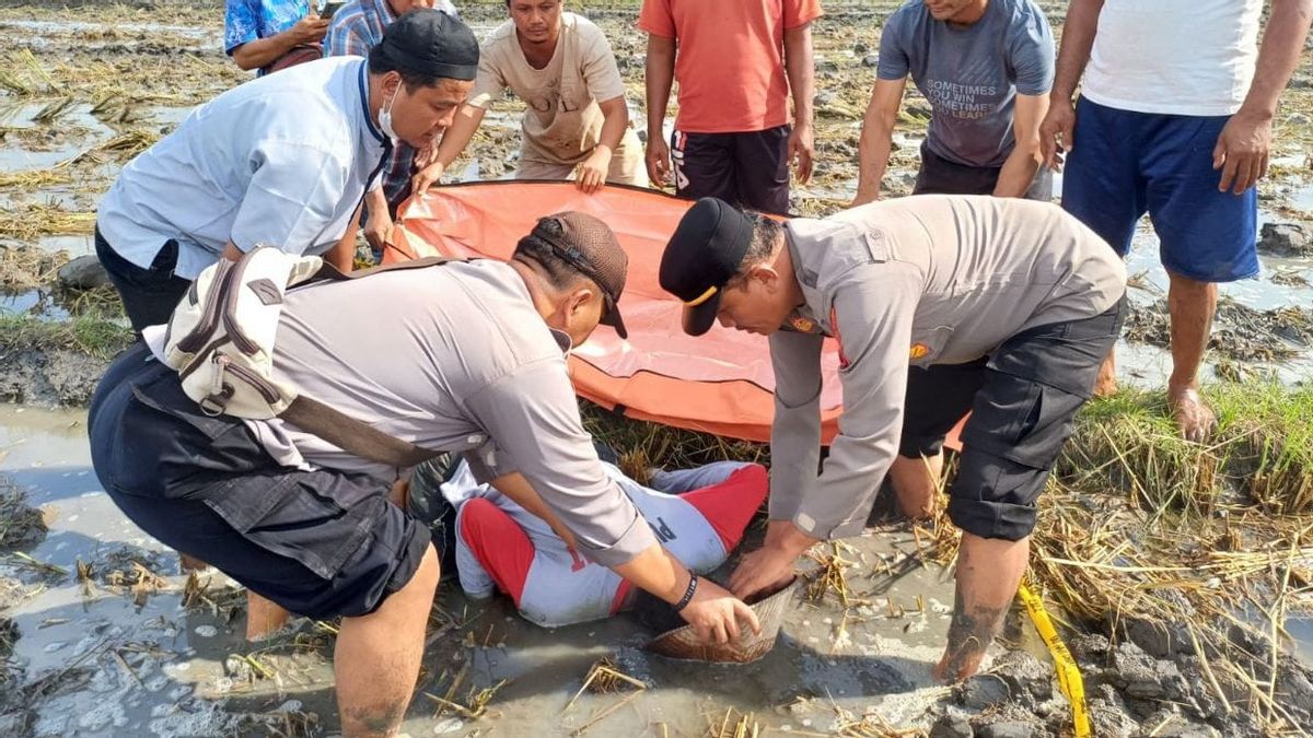 The Discovery Of Grandpa's Body In Subjud In The Middle Of Rice Fields