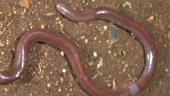 New Blind Capital Species Found On Buton Island