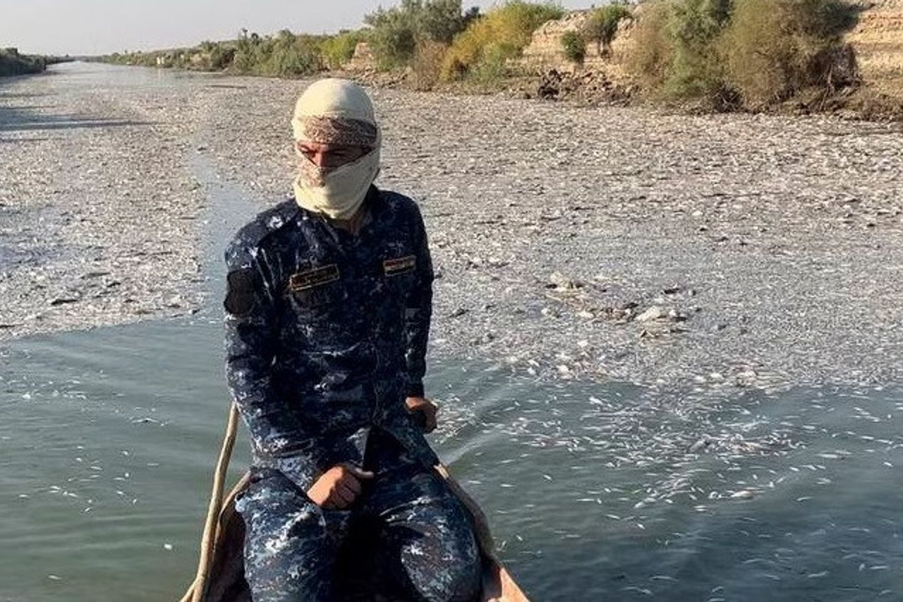 イラク川の何百万もの魚が、同盟と汚染の増加の結果として死亡しました