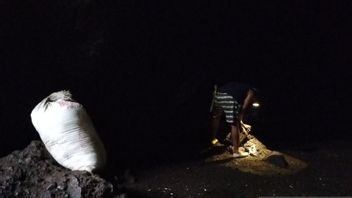 肥料として使用される西海岸のマトゥ洞窟の数千トンのコウモリの糞