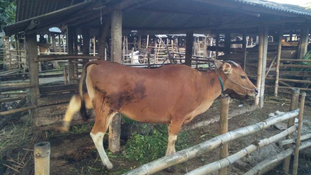 Dozens Of Cows In Tangerang City Infected With PMK Virus