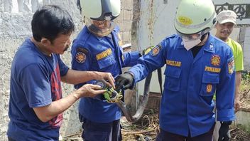 The Community Service Of Cakung Residents Stirred By The Appearance Of A 2 Meter Long Cobra