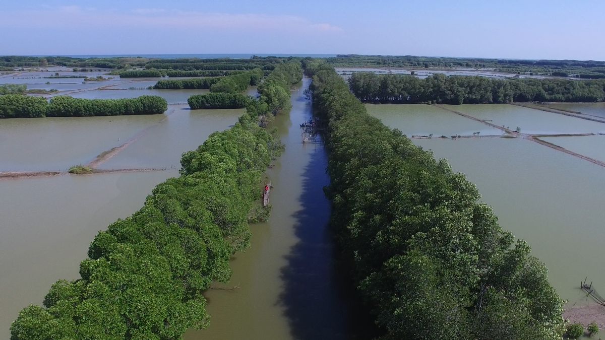 La Culture D’étangs Reliés à La Mangrove Peut Augmenter Le Revenu Des Agriculteurs Traditionnels