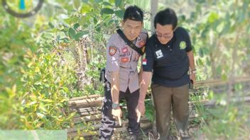 مسارات النمر في حدائق سكان سوماترا غرب سومطرة تجعل جيجر ، BKSDA يقول إن الشهود رأوا وسمعوا هدير
