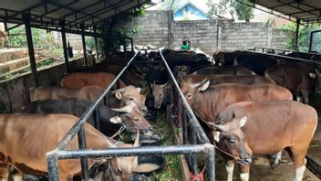 Ahead Of Eid Al-Adha, Jambi Forms A Team To Check The Health Of Sacrificial Animals From PMK