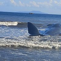 Paus Mati Terdampar di Pantai Jembrana
