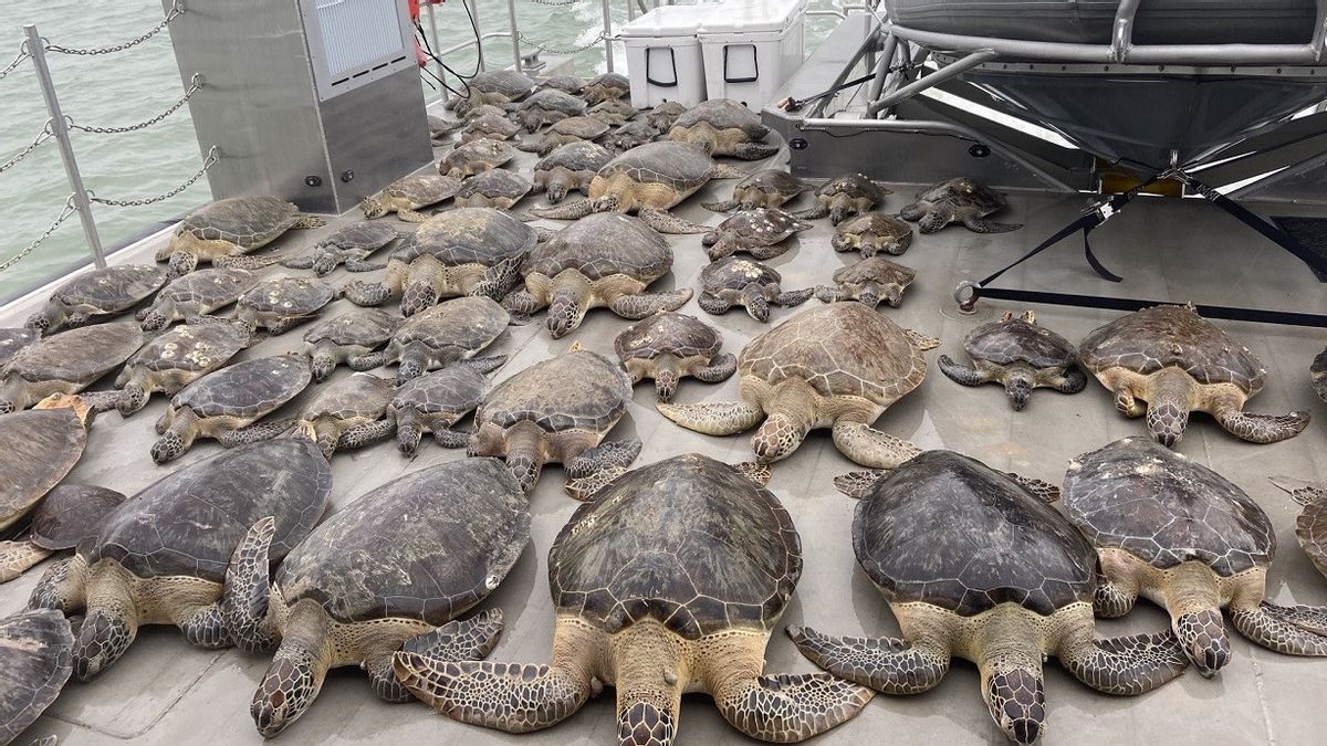 リハビリテーションの後、テキサスの極端な天候の犠牲者のウミガメは海に解放されます