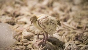  Ceko dan Slovenia Laporkan Wabah Flu Burung: Ratusan Ribu Unggas dan Satu Juta Telur Dimusnahkan