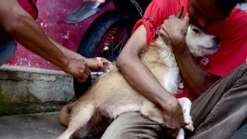 予防接種は最適ではない、ジェンブラナバリの狂犬病症例は急上昇