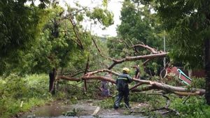 Hujan Deras, Pemotor di Bogor Tewas Tertimpa Pohon Tumbang