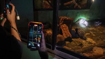 Ragunan Siapkan 100 Titik Lampu Tambahan untuk Operasional Malam Hari