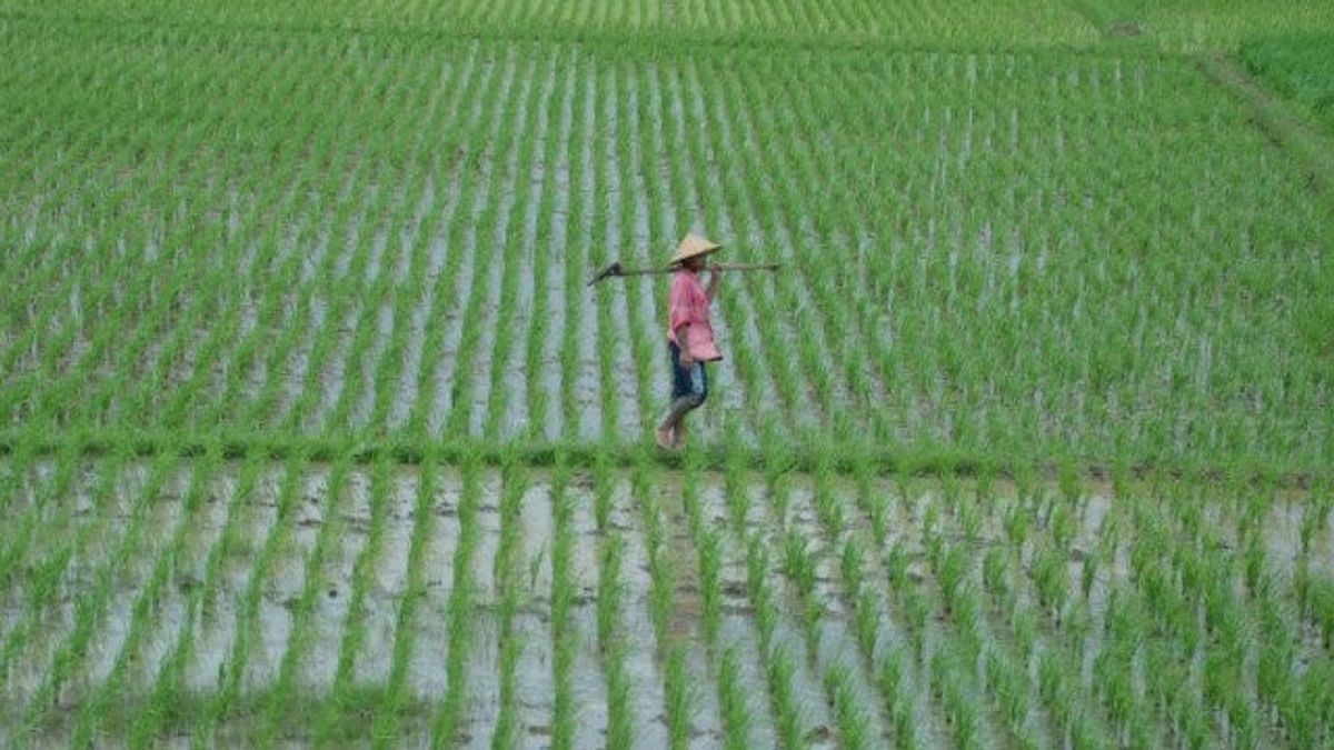 بوبوك كالتيم تبني منطقة زراعية حديثة في كاليمانتان الشرقية
