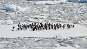 Efek Pemanasan Global: Daratan Es di Antartika Menghijau