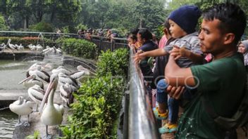 98.978 personnes partagées dans le parc de margasatwa Ragunan au début du Nouvel An 2025