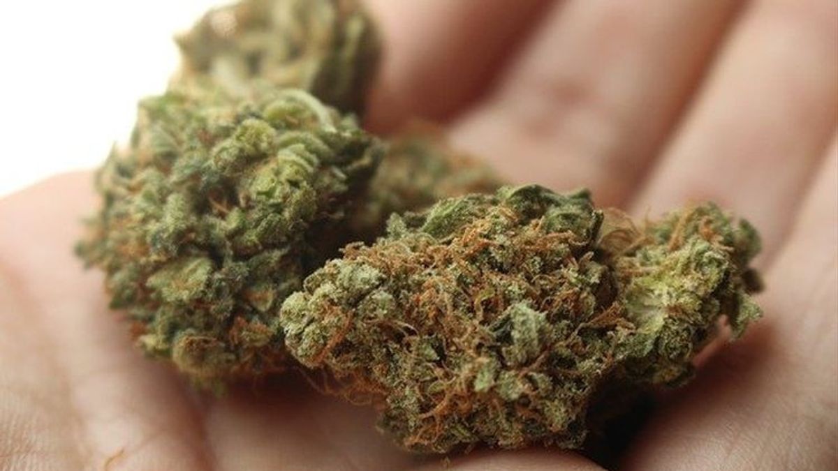 BNN Pastikan Kasus 624 Kg Ganja Asal Aceh Libatkan 7 Tersangka Bukan Jaringan Internasional