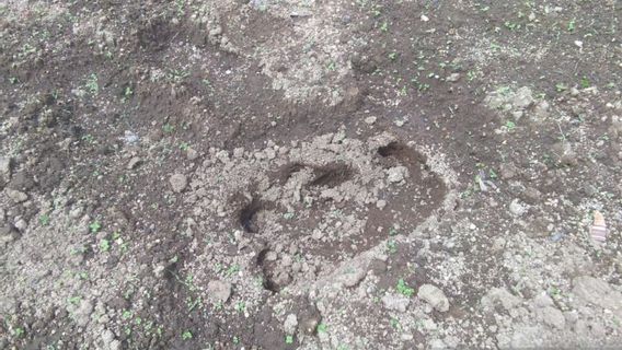 Seekor Tapir Muncul di Permukiman Warga Agam Sumbar, Wali Jorong Curiga Dipicu Aktivitas Berburu Babi 