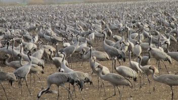  鳥インフルエンザの流行:イスラエルのフラ自然保護区で数千羽のサロンが死亡、数十万羽のニワトリが虐殺される