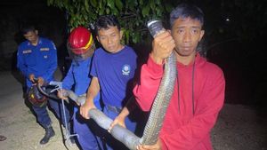 Damkar Pacitan Evakuasi King Cobra dari Rumah Warga