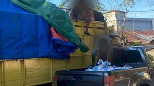 55 Jerigen Moke Ilegal Disita Polisi di Kupang, Sopir Truk Terancam 15 Tahun Bui