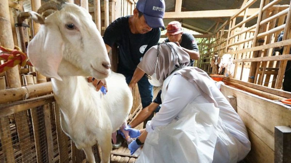 ستصبح مزرعة الماعز في إيتاوا المنتج السياحي الأساسي لبانيوانجي