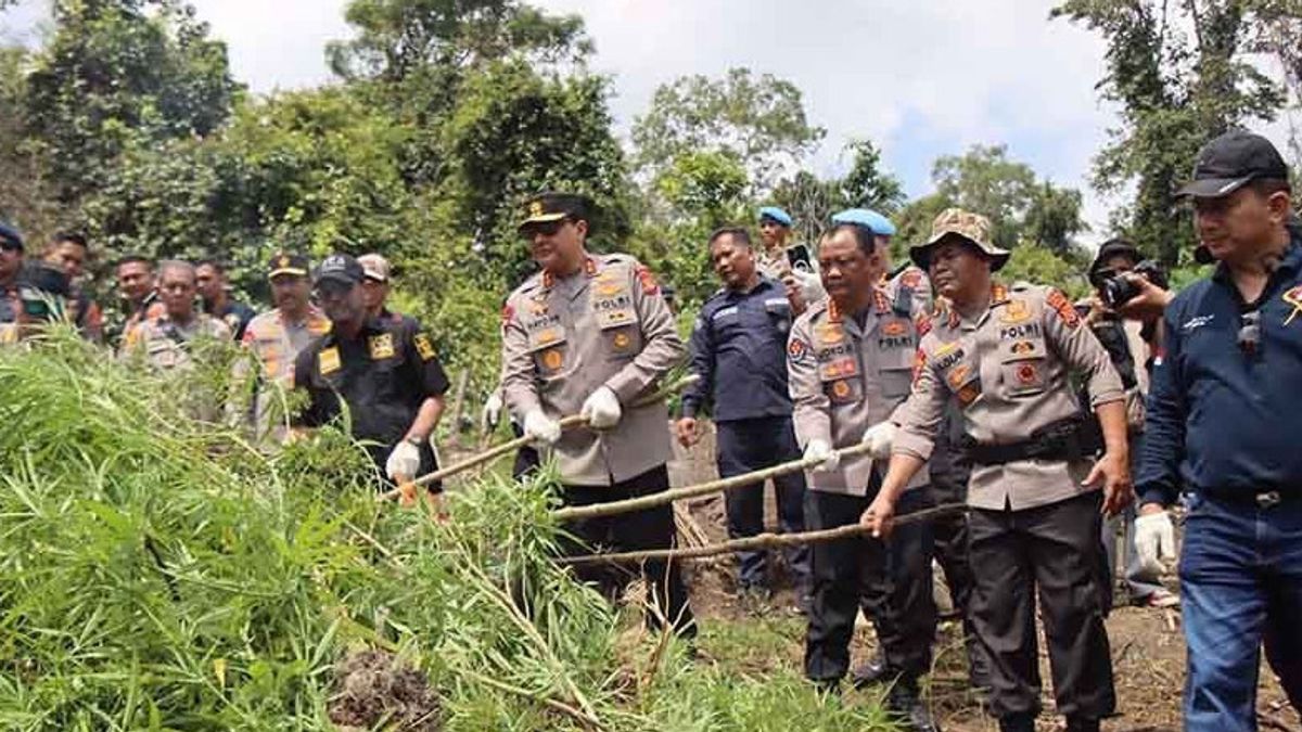 25,4 Ton Ganja di Aceh Dimusnahkan Polisi