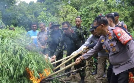 Ladang Ganja di Aceh Seluas 8.013 Meter Persegi yang Ditanam 13 Ribu Batang Akhirnya Dimusnahkan