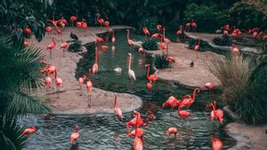 74 Parasite Infected After Visiting Wales Zoo