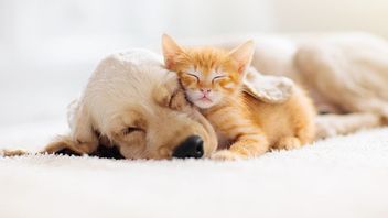 犬やペットの猫と寝ることはできますか?