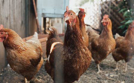 Bejat, Pria Ini Berhubungan Seks dengan Ayam dan Divideokan Istrinya