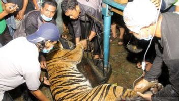 苏门答腊虎在亚齐东南部猪陷阱中缠绕，虚弱状况缺乏流体