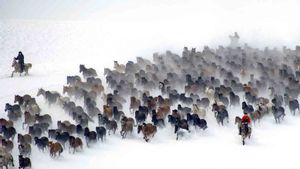 Xinjiang Percepat Pemulihan Ekonomi melalui Wisata Musim Dingin