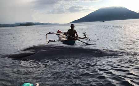 Paus Sperma Sepanjang 10,5 Meter Terdampar di Pantai Sebanjar Alor, NTT