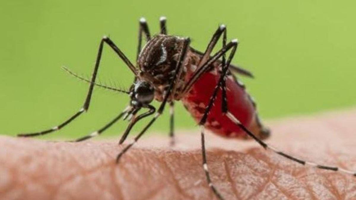 WHO: 4 Billion People In The World Are Infected With Dengue Fever