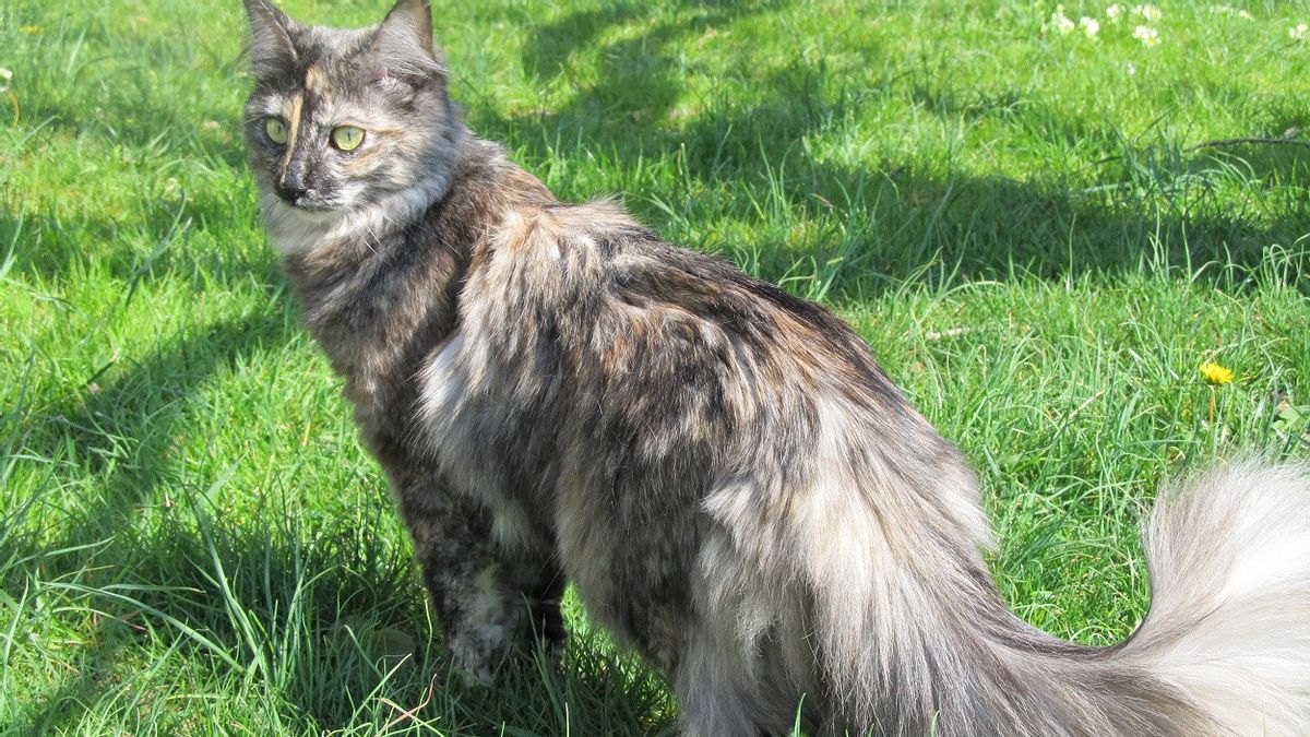 トルコの猫は、彼らが生まれた場所を含む5世代にさかのぼることができます。
