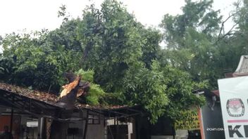 雨と強風の間にマンゴーの木の断層に見舞われたKPU Depokジェボルのオフィス