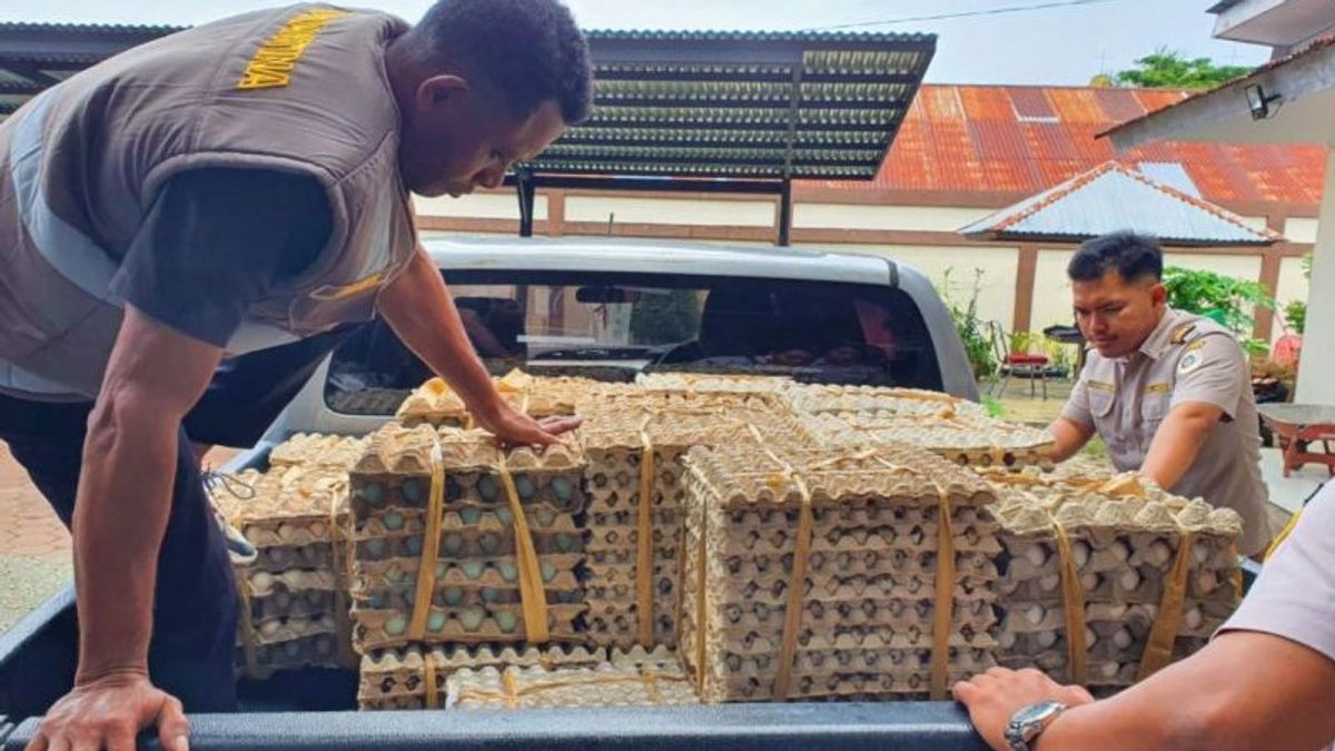 250 kilogrammes d’œufs d’origine de Surabaya arrêtés par la quarantaine de la ferme de Timika pour manque de documents