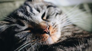 5 Fakta Menarik Tentang Kucing dan Elusan Tangan Manusia