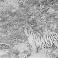 Kabar Baik, Harimau Sumatera Tertangkap Kamera di Taman Nasional Bukit Tiga Puluh 