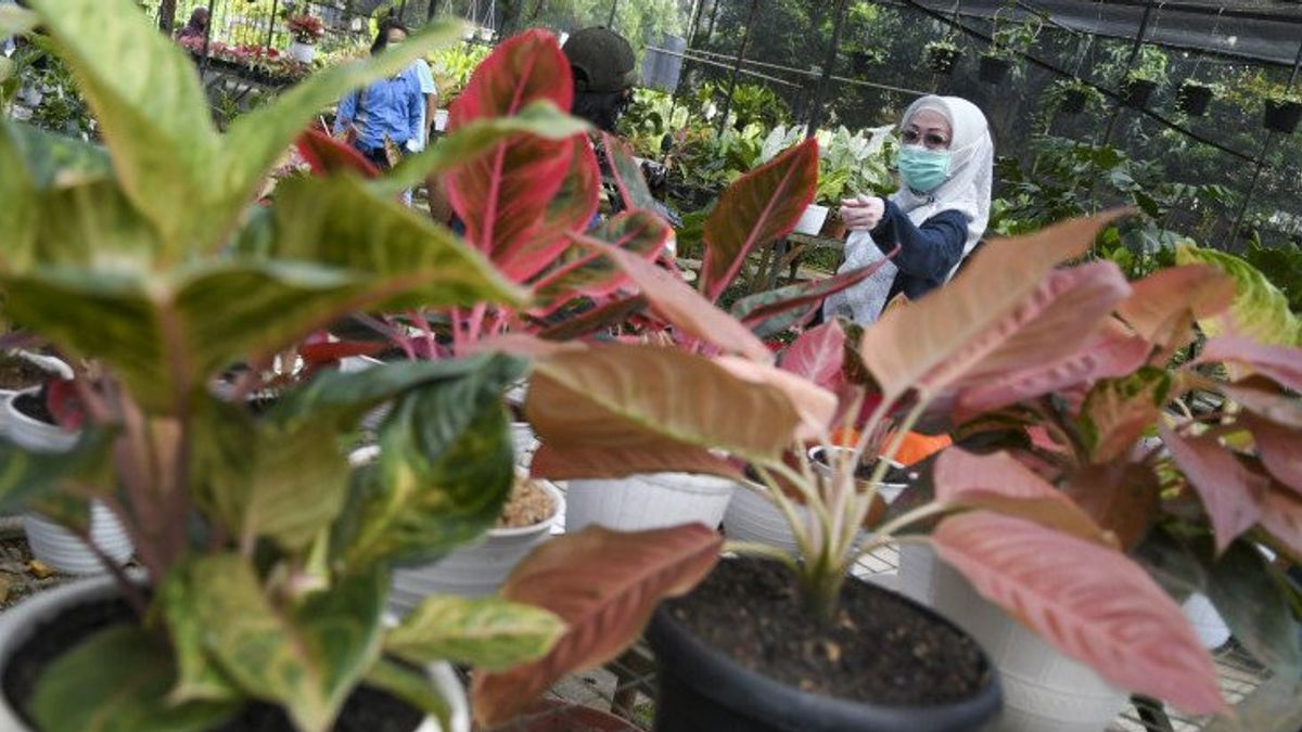 Ekspor Tanaman Hias Indonesia Naik 69,7 Persen Selama Pandemi