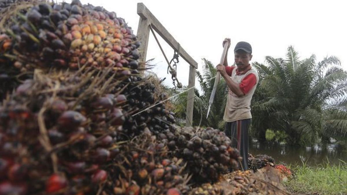 The Selling Price Of Palm Oil FFB In Nagan Raya Increases To IDR 1,940 Per Kg