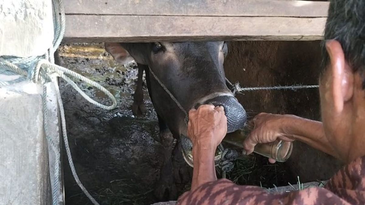    药料耗尽，巴东帕里亚曼农民使用传统食材治疗受口蹄疫影响的牲畜