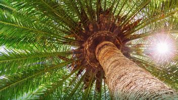 欧盟为国家棕榈产品发送绿灯信号