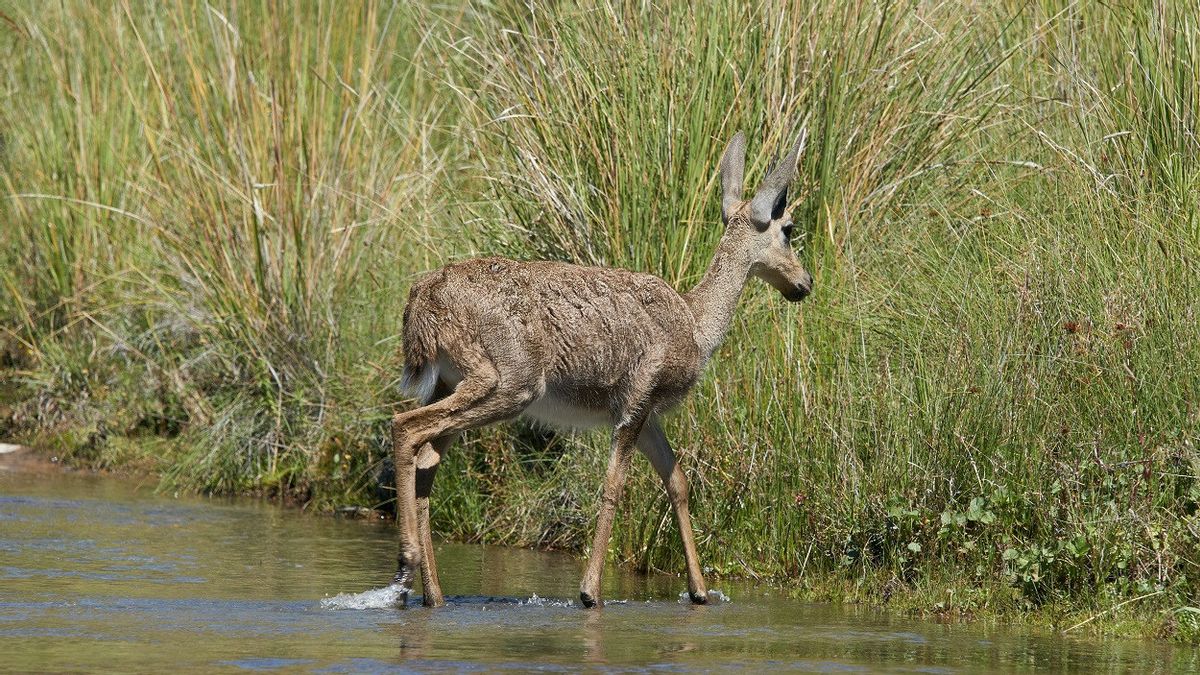 Calls 44 Thousand Species In The World Endangered According To The 2023 Report