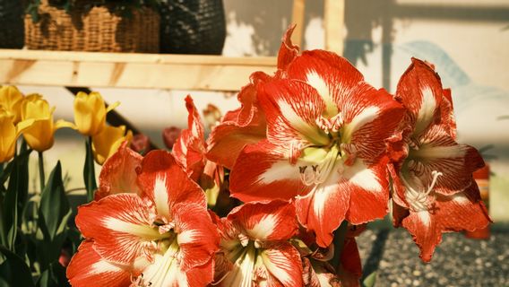 雨季に咲くアマリリスの花を植え、世話する方法