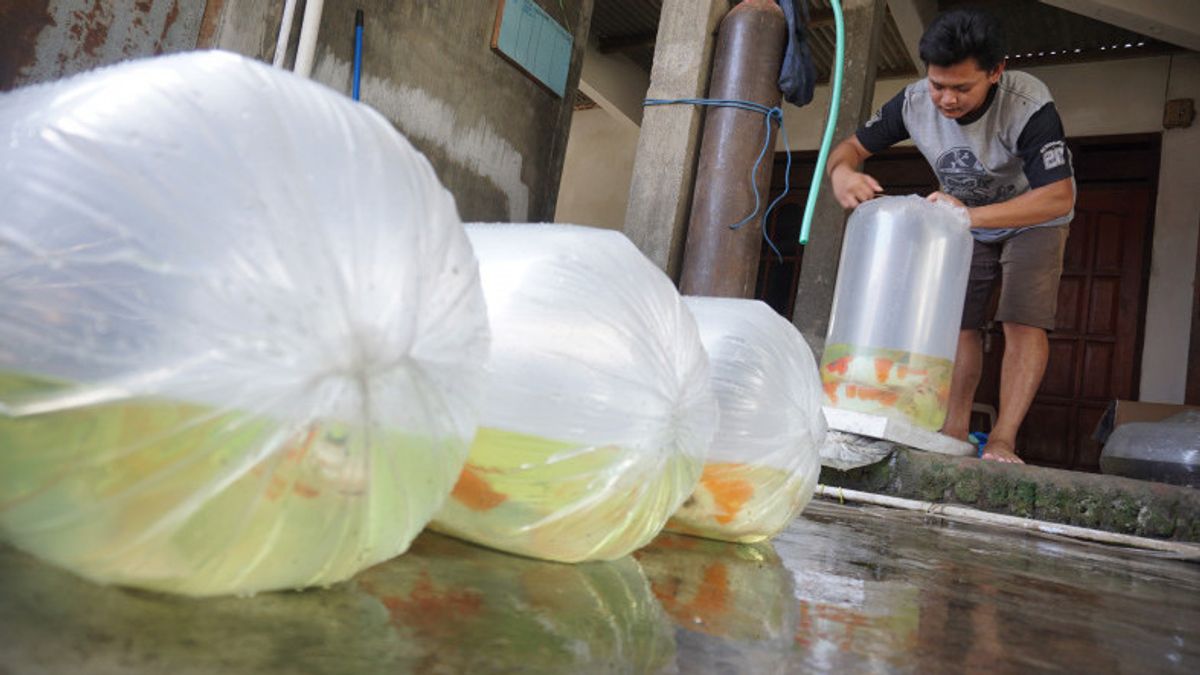 Ornamental Fish Trader Complains Of Difficulty Getting Oxygen